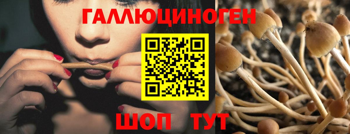 Фурманов  Псилоцибиновые грибы GOLDEN TEACHER  купить наркотик  Вход с VPN  Псилоцибиновые грибы GOLDEN TEACHER 